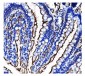 Anti-CD13/ANPEP Antibody Picoband™ (monoclonal, 7F2)